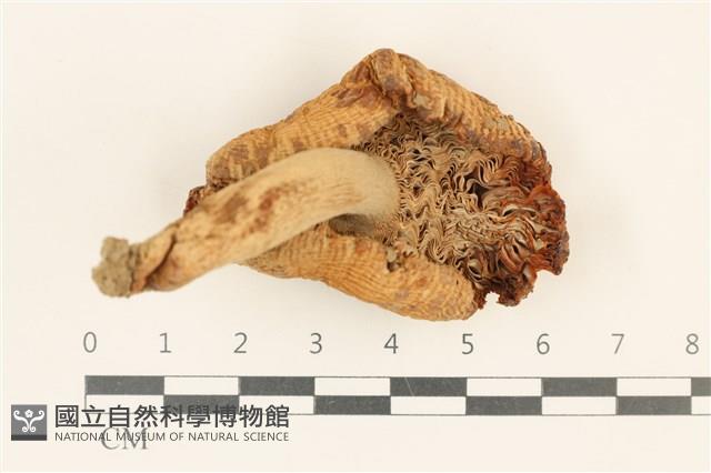 登錄號:F0036949藏品圖，第3張
