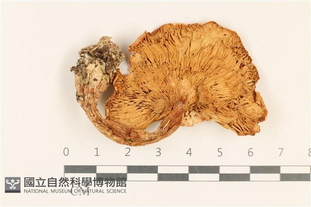 登錄號:F0028649藏品圖，第3張