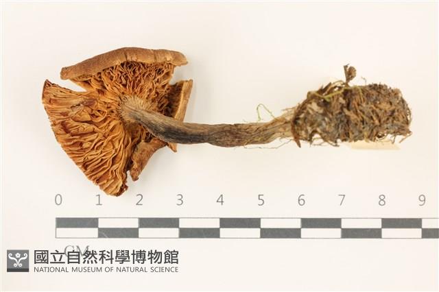 登錄號:F0037449藏品圖，第3張
