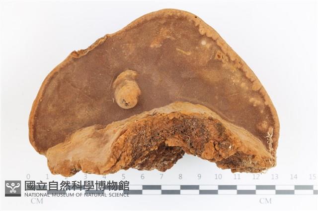 登錄號:F0036549藏品圖，第3張