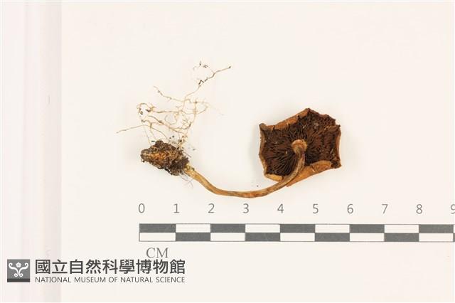登錄號:F0037549藏品圖，第3張
