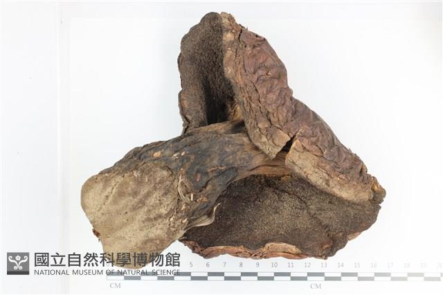 登錄號:F0036349藏品圖，第3張
