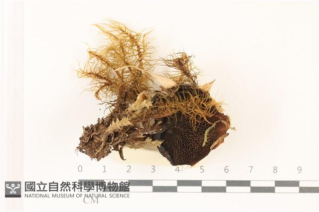 登錄號:F0037349藏品圖，第3張