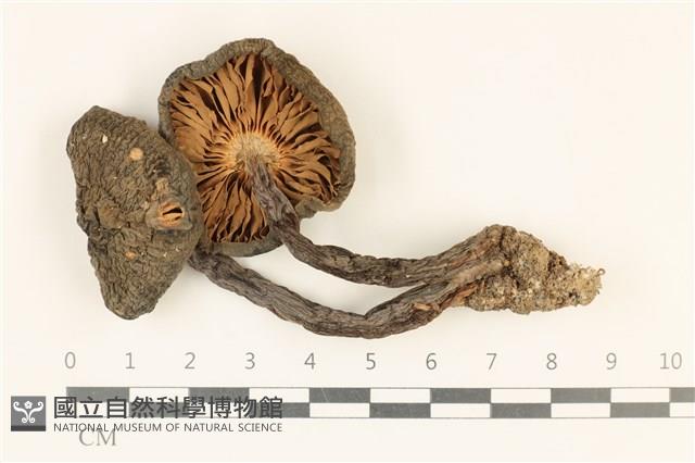 登錄號:F0036899藏品圖，第3張