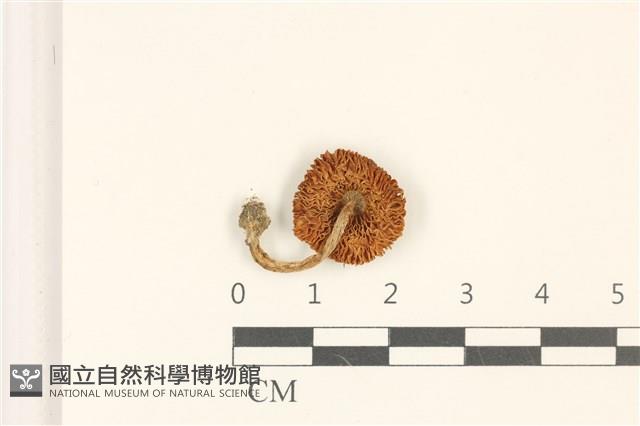 登錄號:F0036999藏品圖，第3張