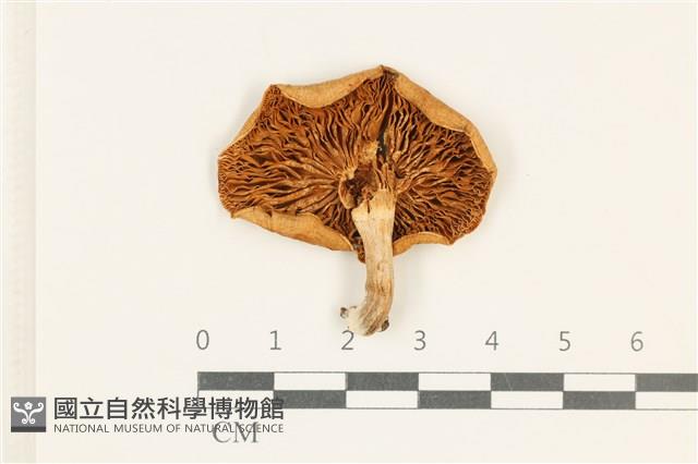 登錄號:F0037999藏品圖，第3張