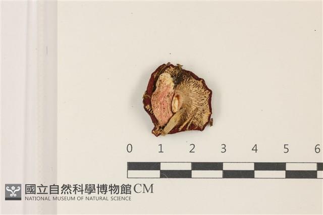 登錄號:F0037499藏品圖，第3張