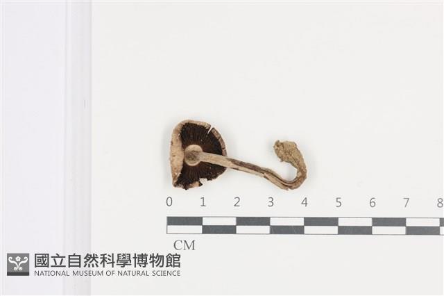 傘菌屬藏品圖，第3張