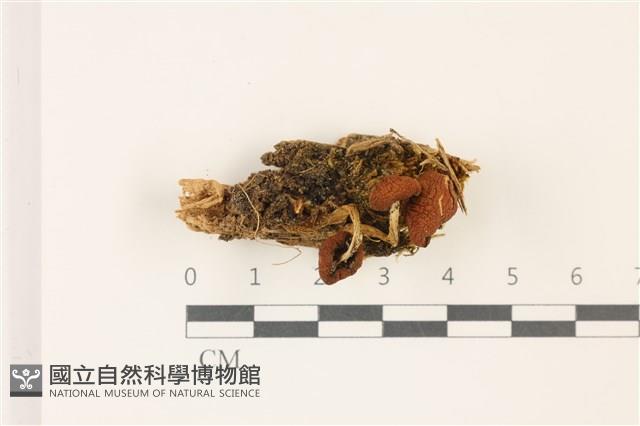 登錄號:F0037399藏品圖，第3張