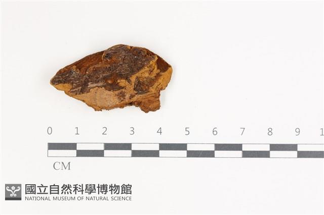 登錄號:F0035399藏品圖，第3張