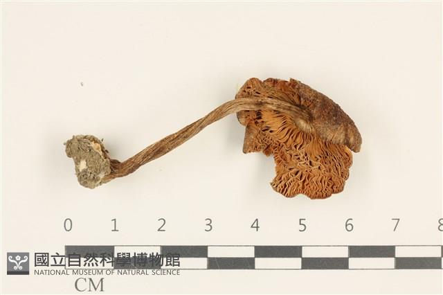 登錄號:F0036889藏品圖，第3張