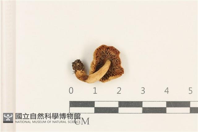 紅菇屬藏品圖，第3張