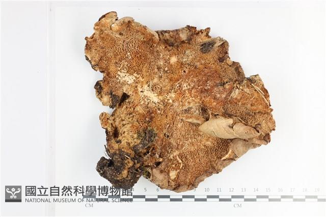 登錄號:F0028689藏品圖，第3張