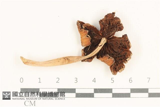 登錄號:F0037589藏品圖，第3張