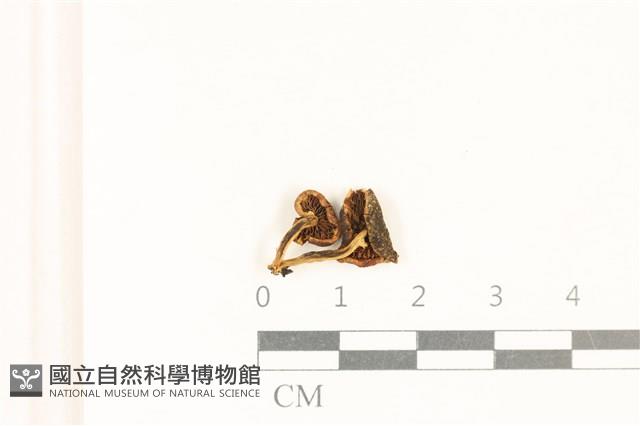 登錄號:F0037089藏品圖，第3張