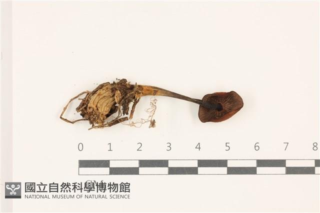 登錄號:F0037389藏品圖，第3張