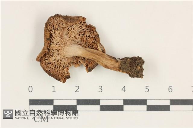 紅菇屬藏品圖，第3張