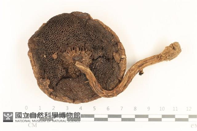 登錄號:F0037239藏品圖，第3張