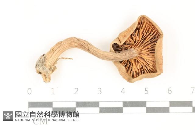 登錄號:F0037839藏品圖，第3張