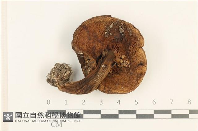 館號:F0037639藏品圖，第3張