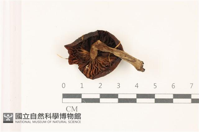 登錄號:F0037439藏品圖，第3張