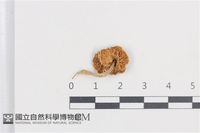 登錄號:F0038739藏品圖，第3張