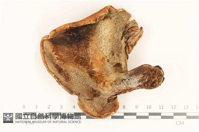 登錄號:F0036739藏品圖，第3張