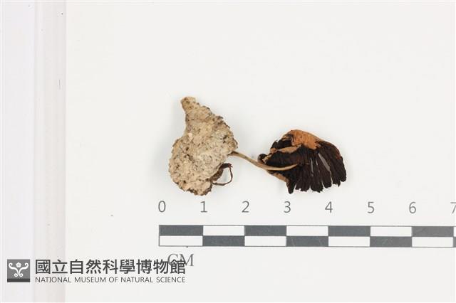 登錄號:F0036539藏品圖，第3張