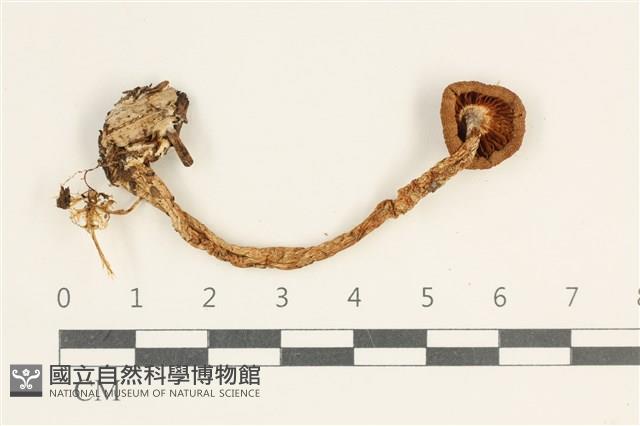 登錄號:F0038039藏品圖，第3張