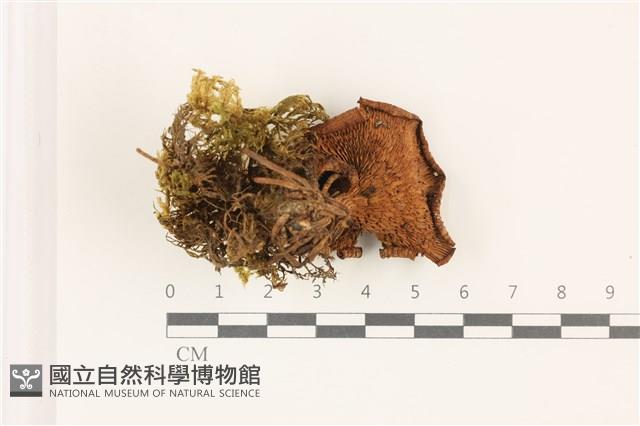 登錄號:F0037339藏品圖，第3張