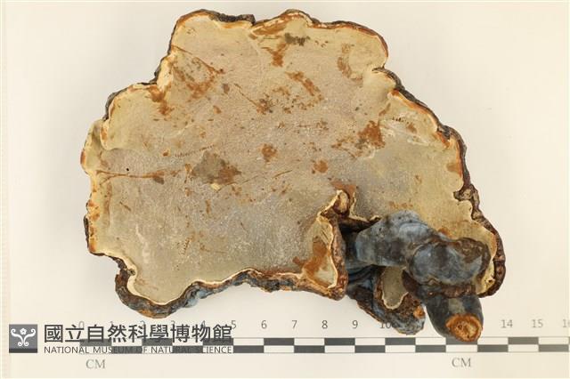 登錄號:F0036979藏品圖，第3張