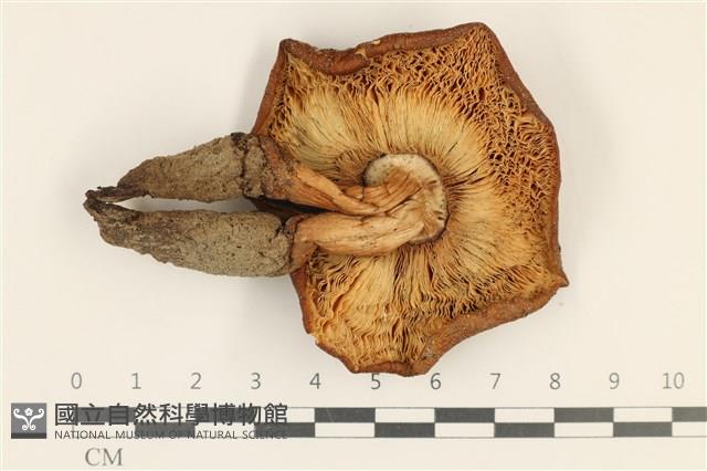 登錄號:F0036779藏品圖，第3張