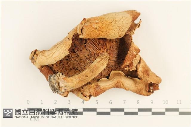 登錄號:F0037579藏品圖，第3張