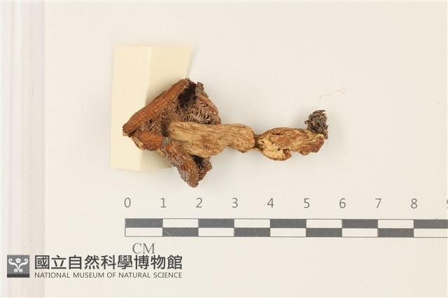 登錄號:F0037379藏品圖，第3張