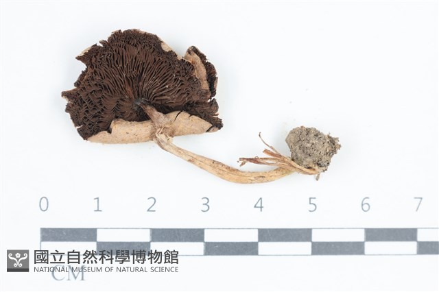 登錄號:F0038863藏品圖，第3張