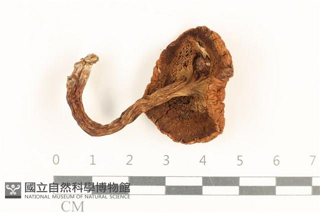 登錄號:F0036863藏品圖，第3張