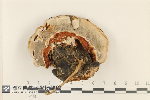 登錄號:F0036963藏品圖，第3張