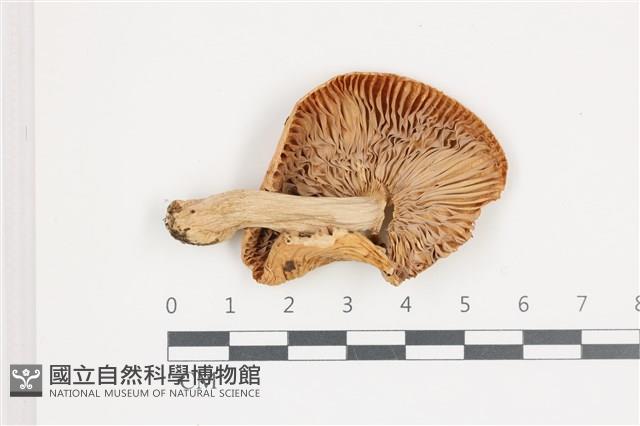 紅菇屬藏品圖，第3張