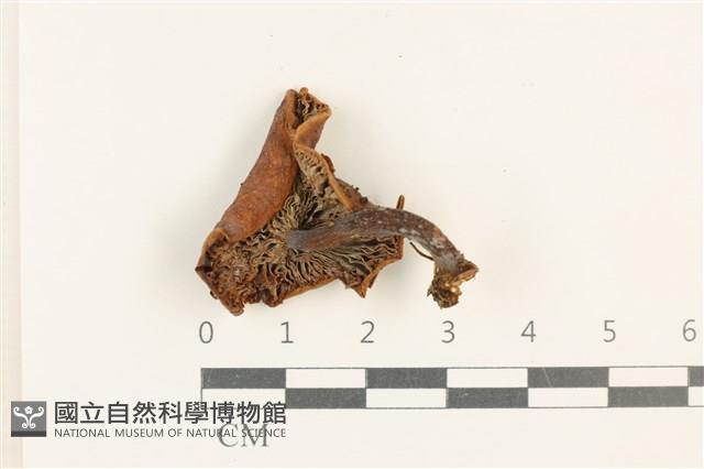登錄號:F0037663藏品圖，第3張