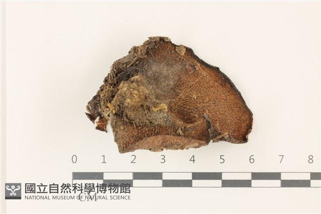 登錄號:F0037463藏品圖，第3張