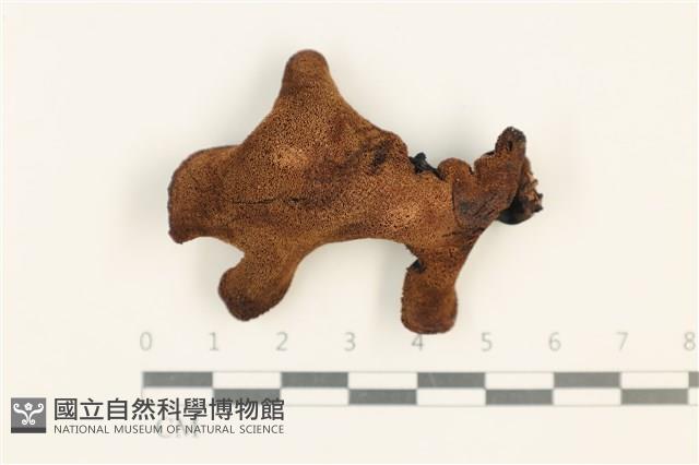 登錄號:F0037563藏品圖，第3張