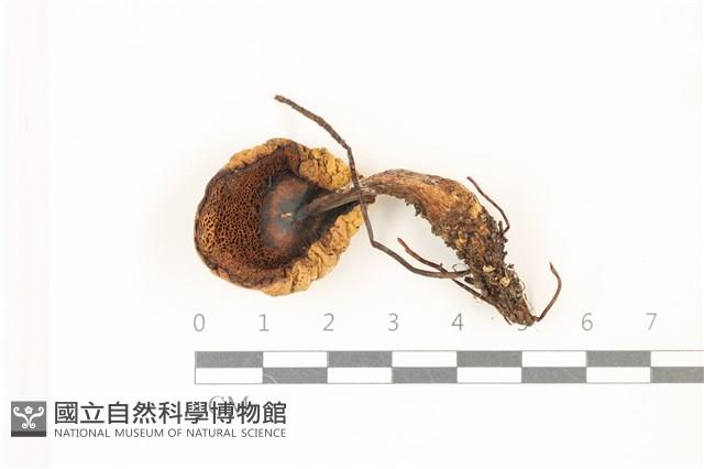 登錄號:F0037363藏品圖，第3張