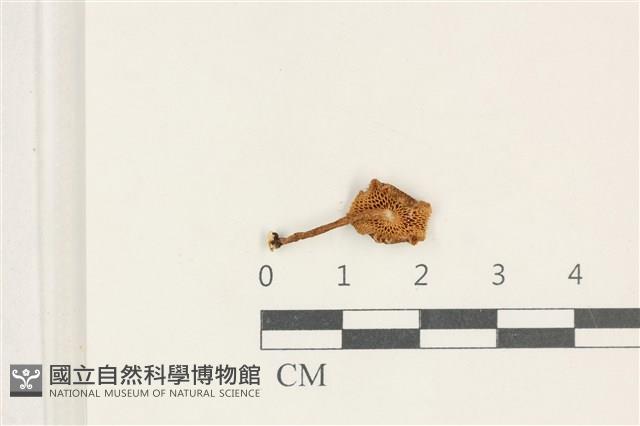 登錄號:F0038223藏品圖，第3張