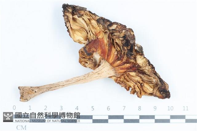 登錄號:F0038823藏品圖，第3張