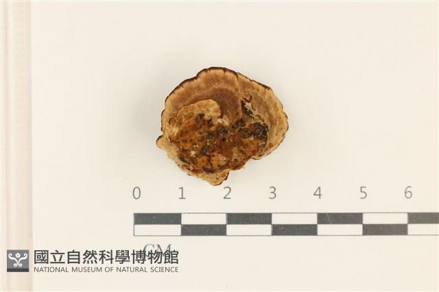 登錄號:F0036923藏品圖，第3張