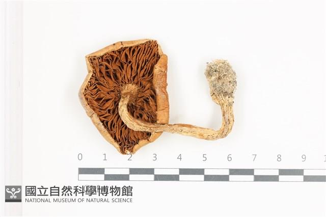 登錄號:F0036623藏品圖，第3張