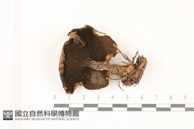 登錄號:F0037423藏品圖，第3張