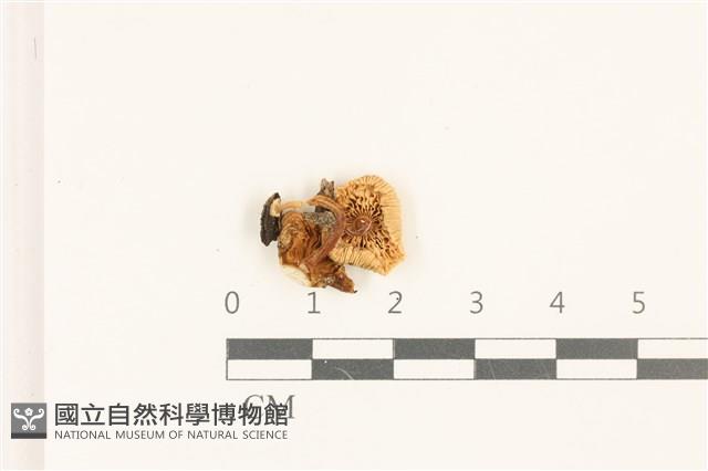 小菇屬藏品圖，第3張