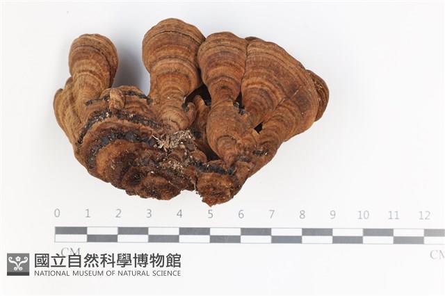 登錄號:F0035523藏品圖，第3張