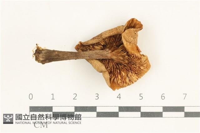登錄號:F0038023藏品圖，第3張
